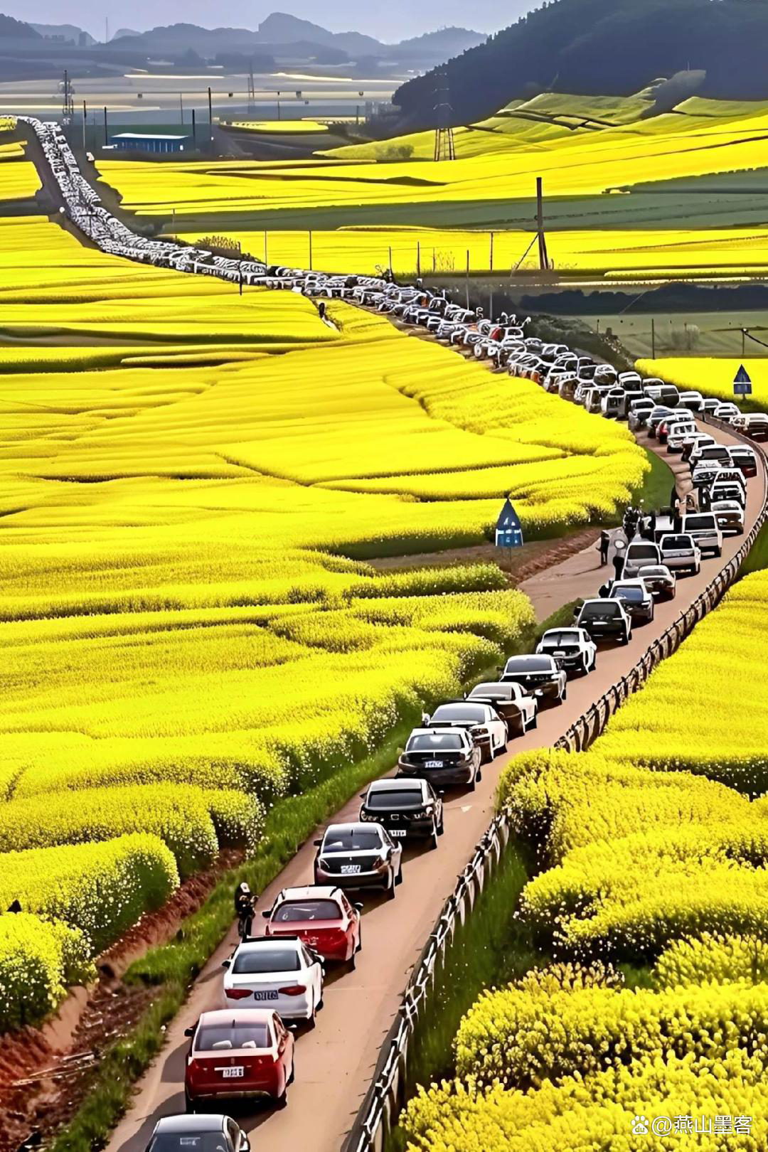 阳春三月油菜花图片