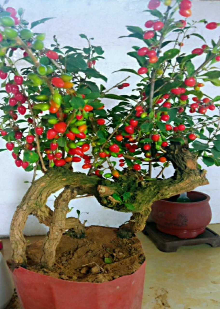 6wxixddqskp啊 枸杞盆栽老桩造型盆景结果食用趣味易养耐寒阳台庭院