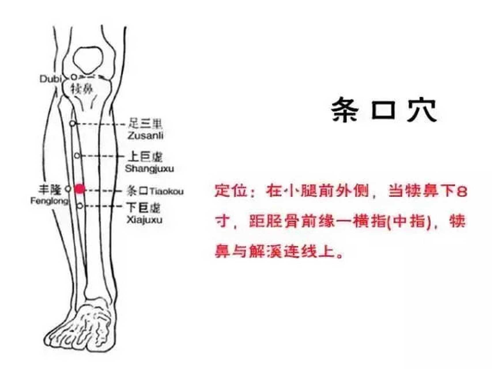 小穴位,有疗效#穴位 条口穴:舒筋活血的好帮手 条口穴位于小腿部,在