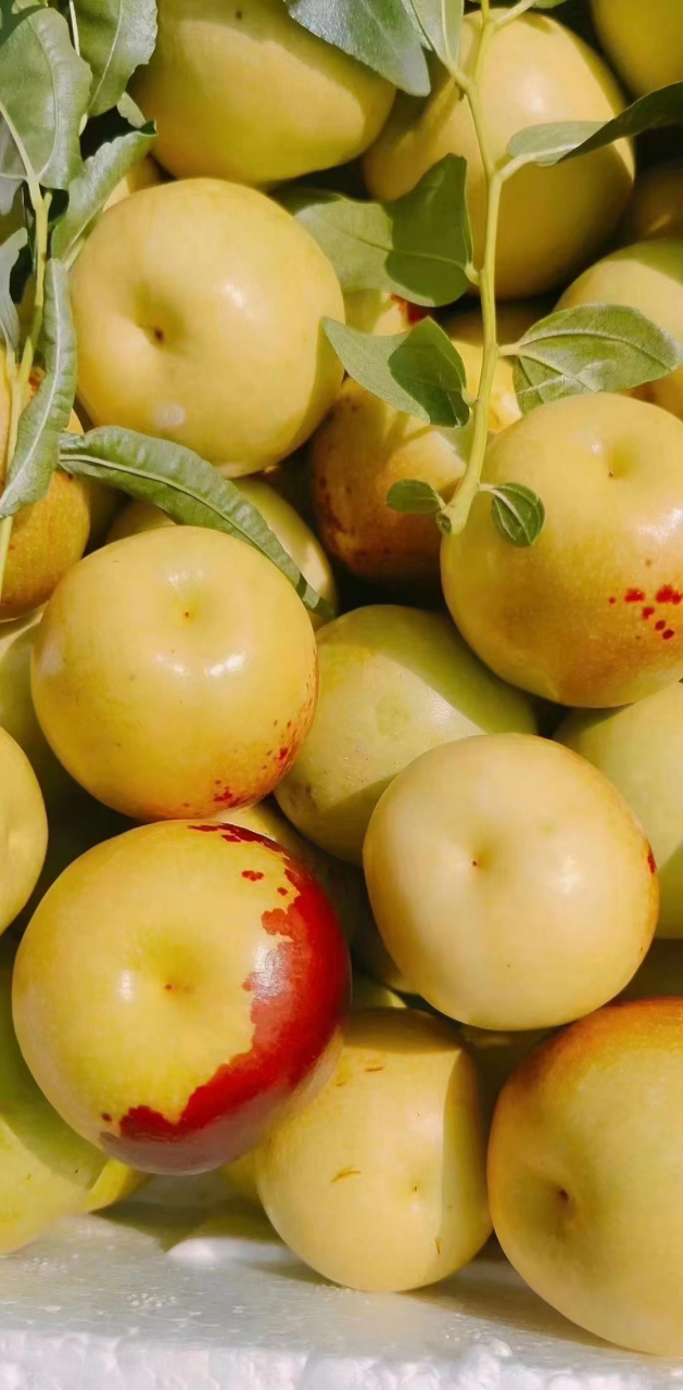 二代 好吃的有点过分[色] 67送礼就送 短枝二代冬枣 倍有面子[好的]