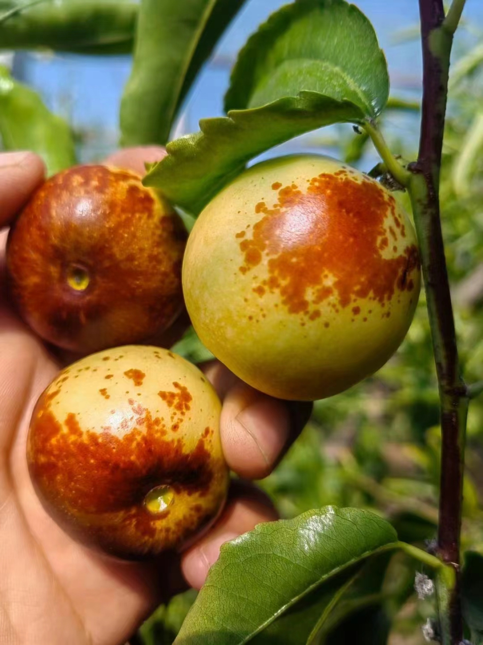 二代 好吃的有点过分[色] 67送礼就送 短枝二代冬枣 倍有面子[好的]