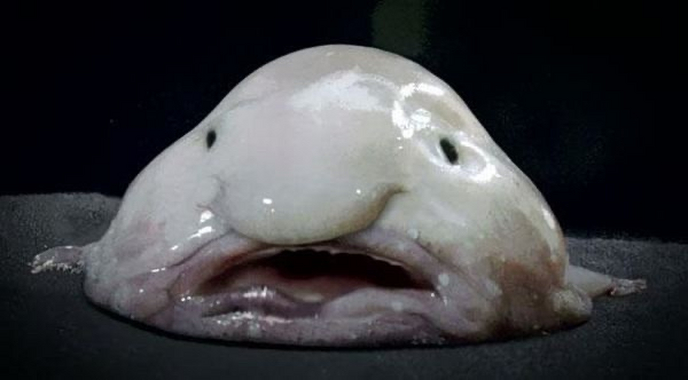 世界上最丑的鱼——水滴鱼!