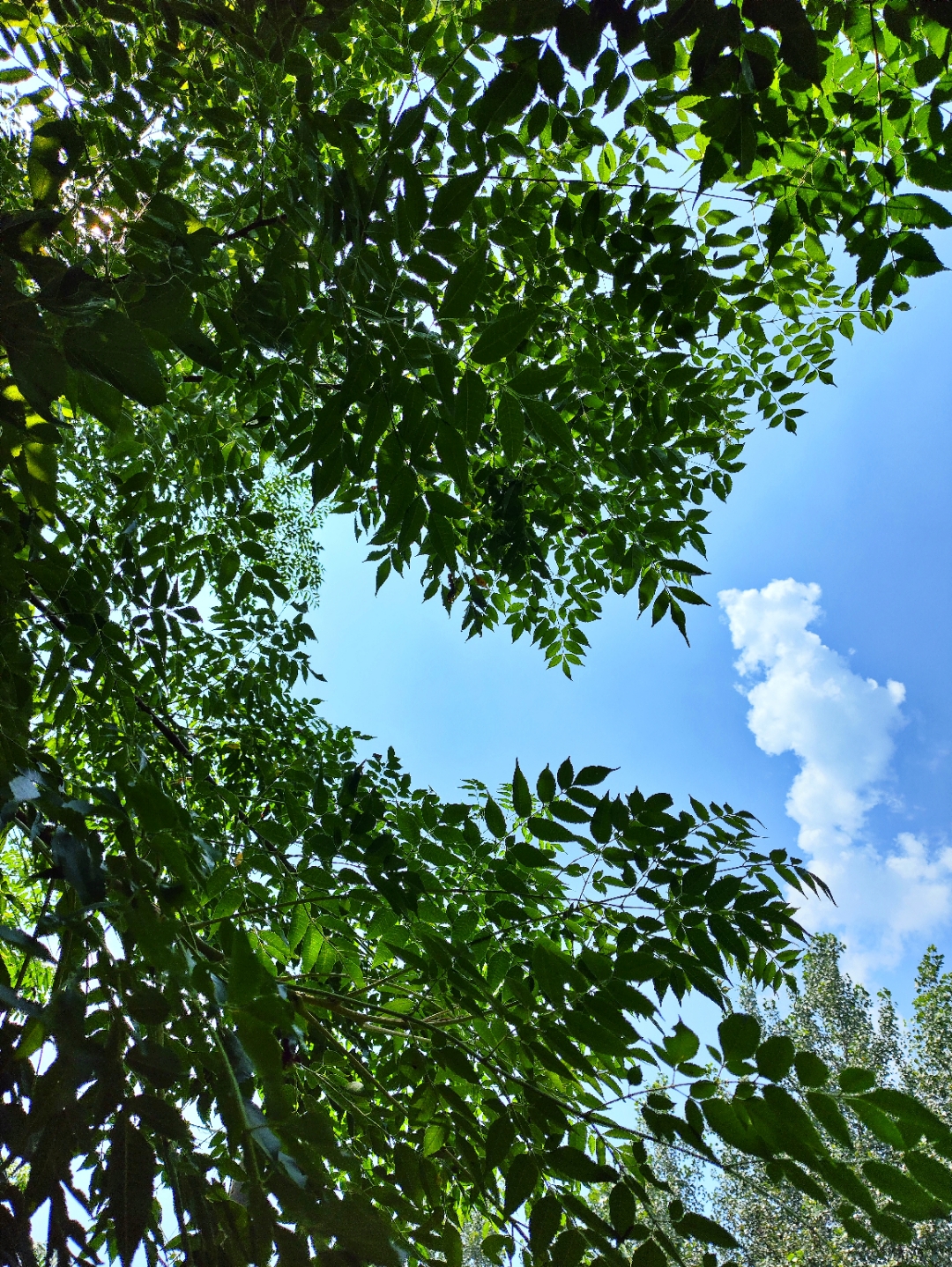 洒满阳光的油彩,透过斑驳的树叶,仰望天空,蓝天如洗,一朵白云悠然飘过