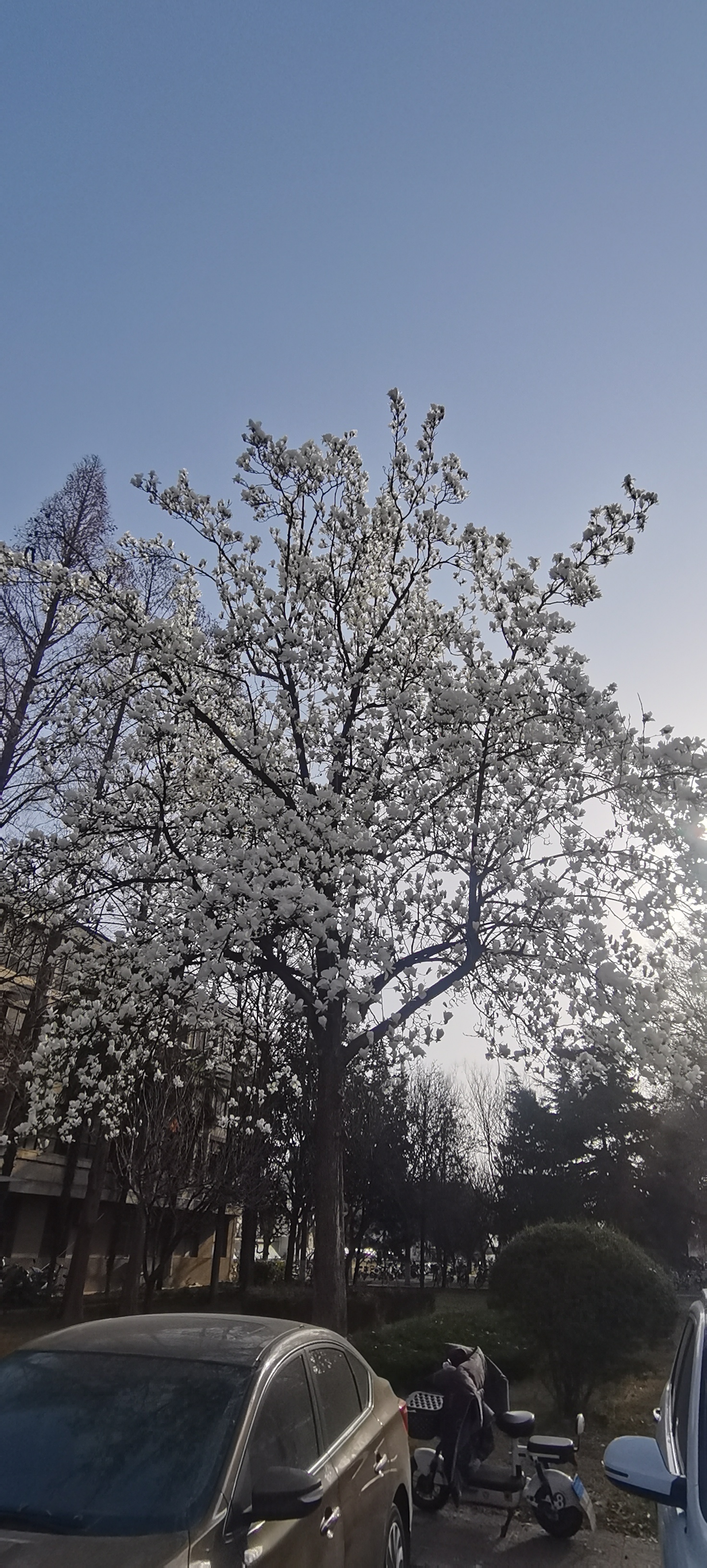 办公楼下东西各有1株白玉兰树,每年都会在早春为人们送来风姿绰约的满