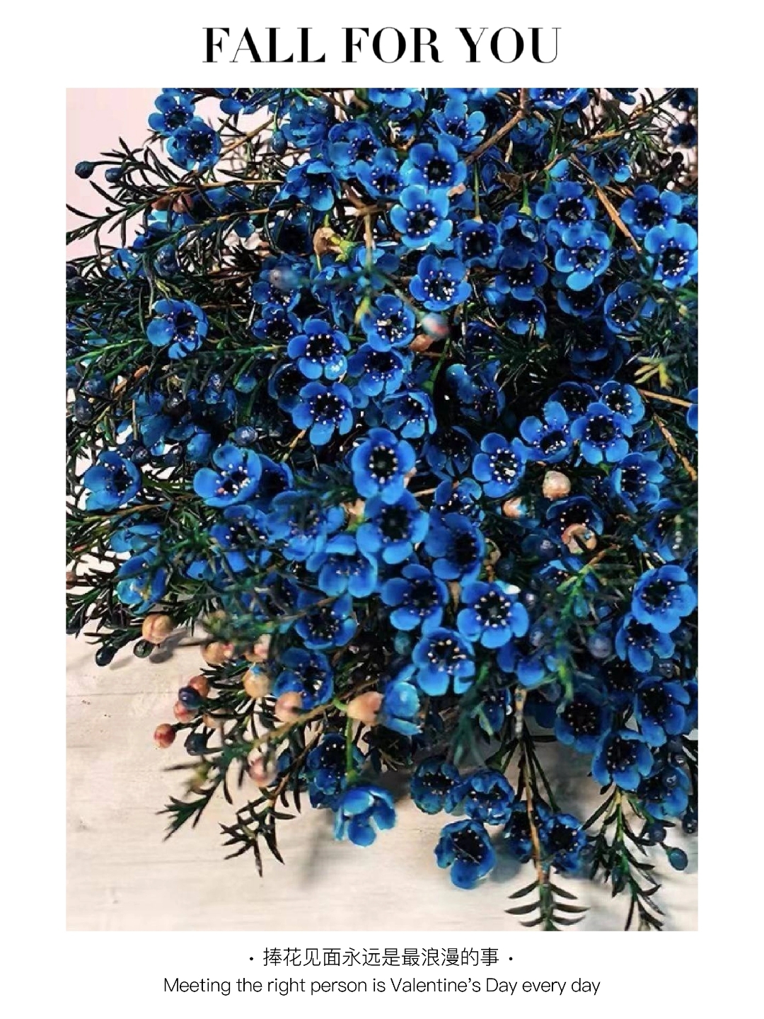 一束花的浪漫永不过时—澳洲腊梅98 98澳洲腊梅的花语和寓意主要