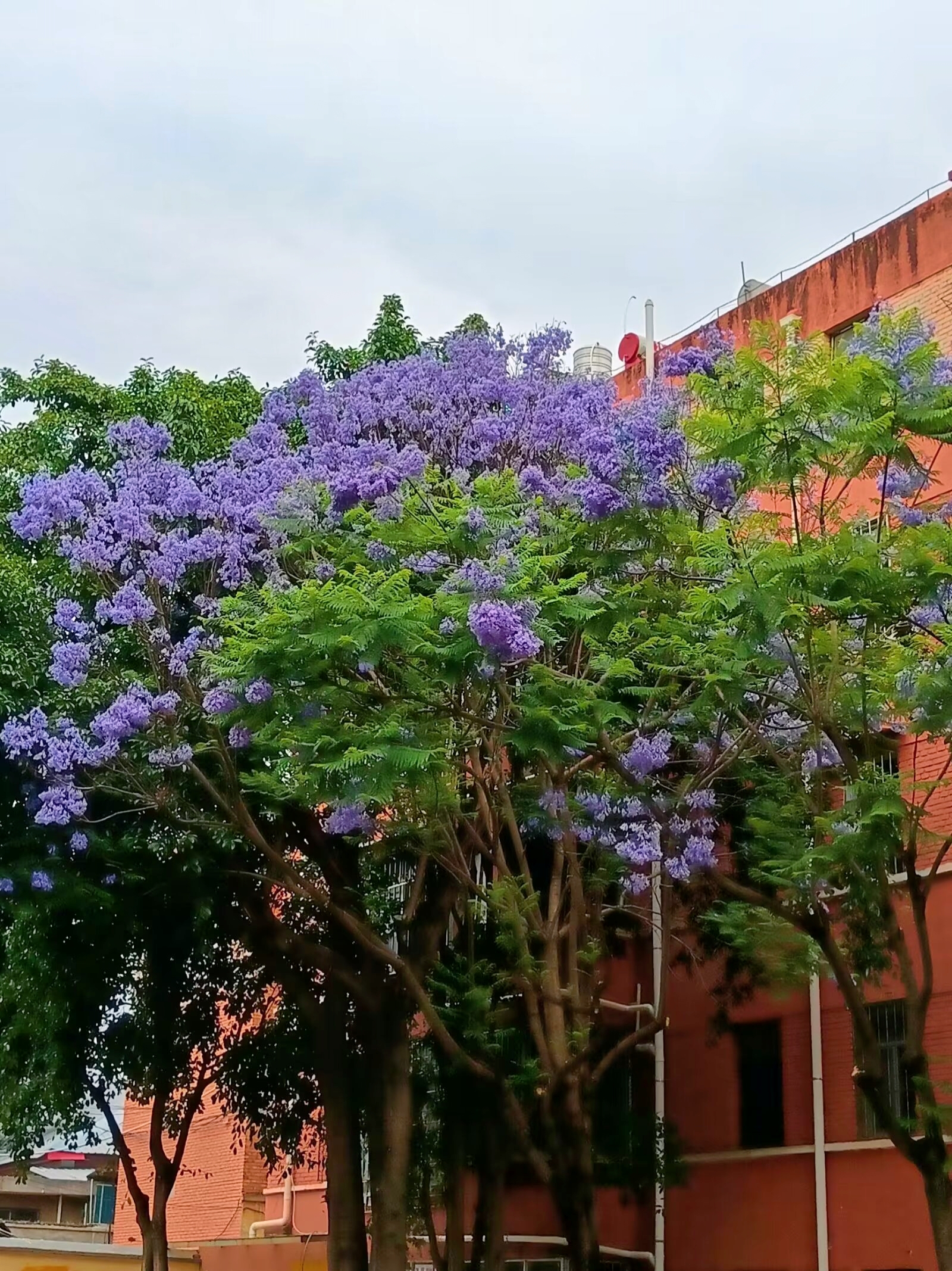 蓝花楹 是紫葳科蓝花楹属的落叶乔木