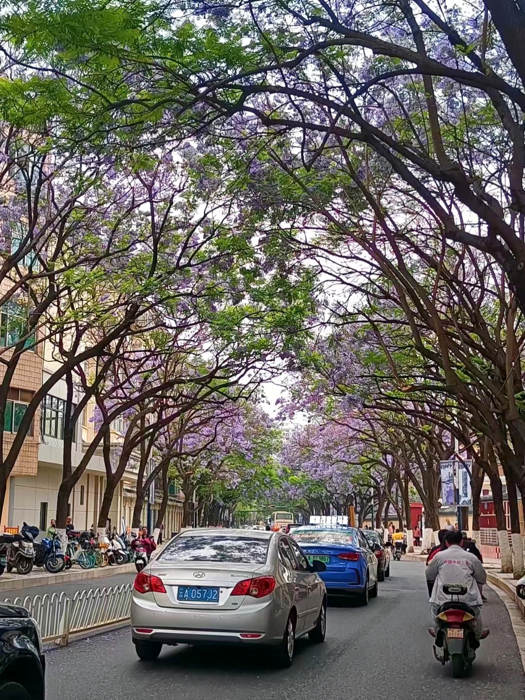 蓝花楹 是紫葳科蓝花楹属的落叶乔木,原产于南美洲巴西,在中国广西