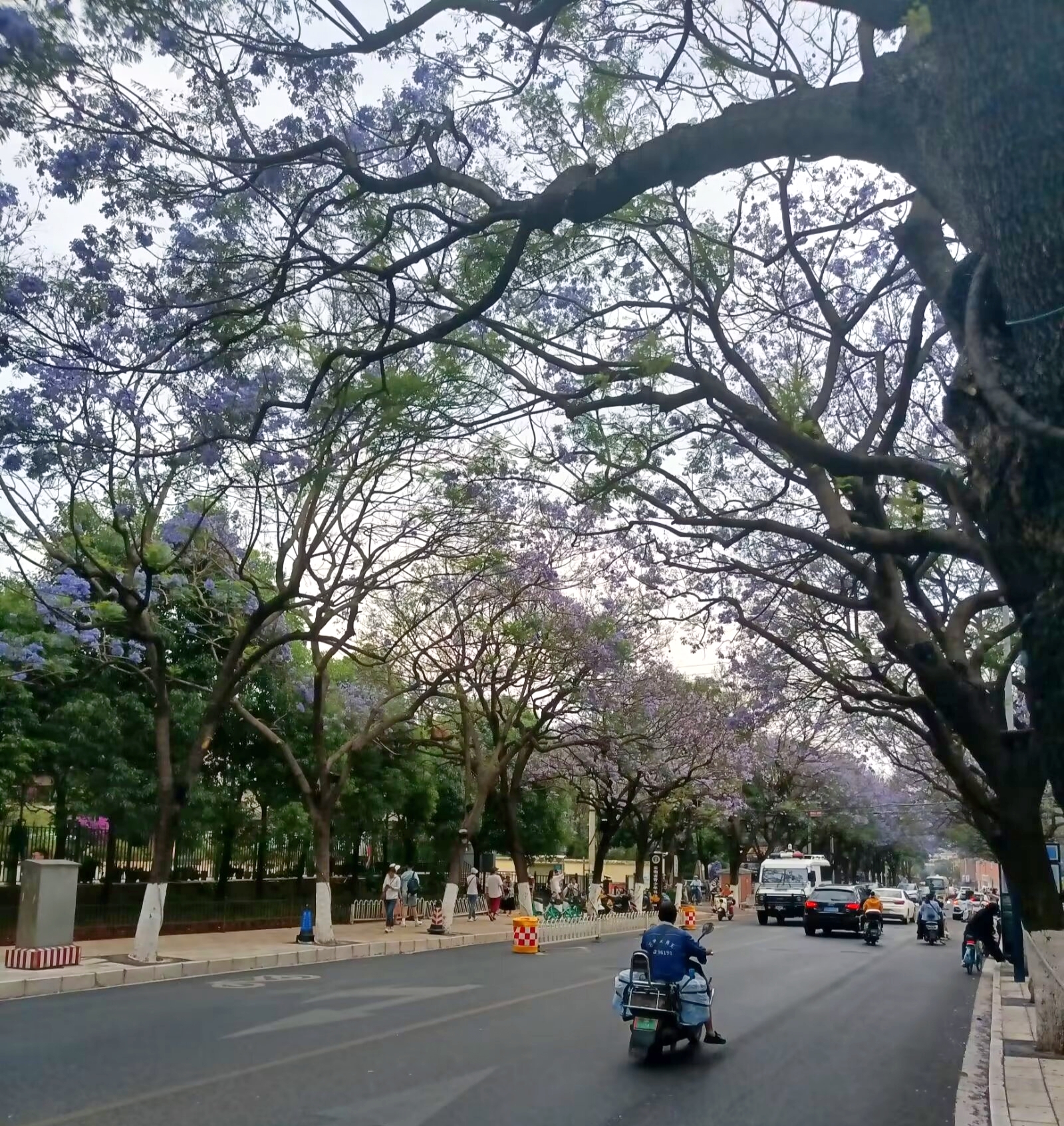 蓝花楹 是紫葳科蓝花楹属的落叶乔木,原产于南美洲巴西,在中国广西