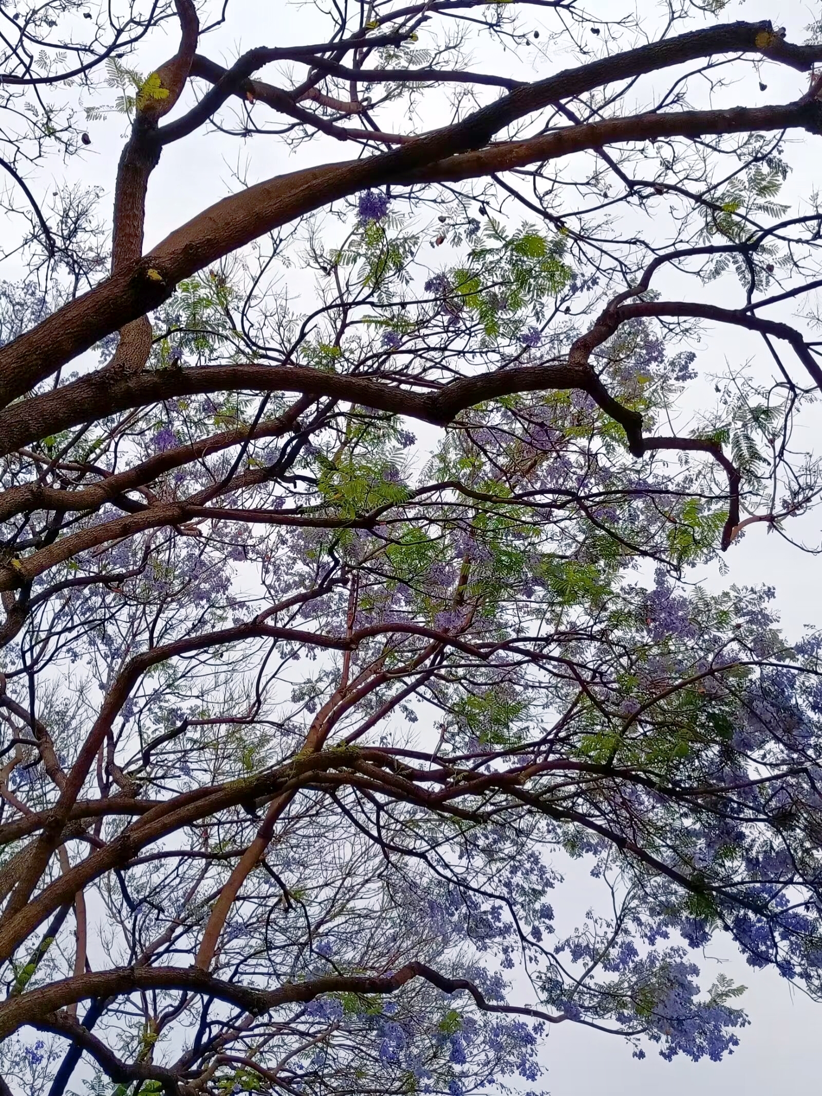 蓝花楹 是紫葳科蓝花楹属的落叶乔木,原产于南美洲巴西,在中国广西