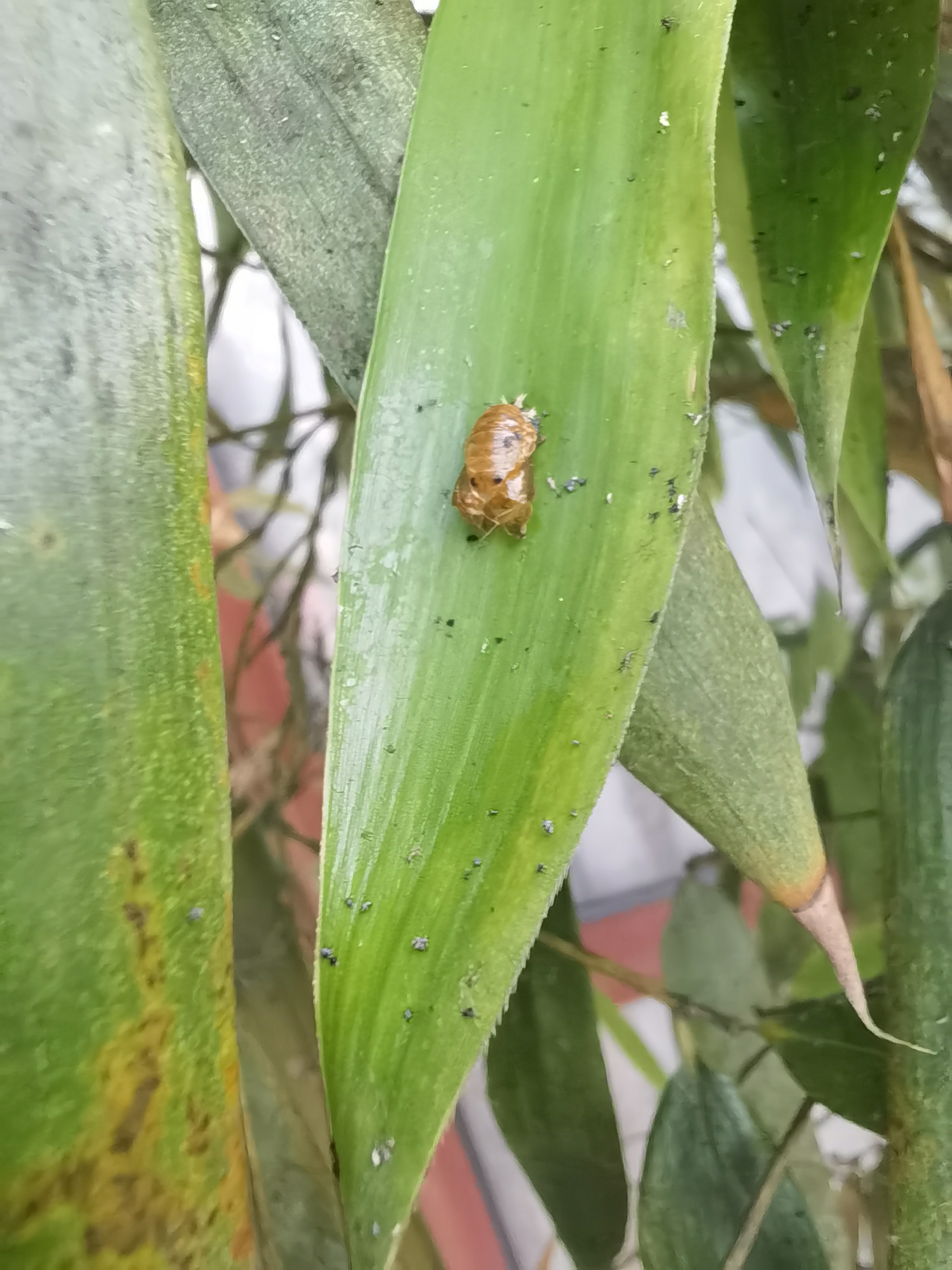 富贵竹身上长满白色虫图片