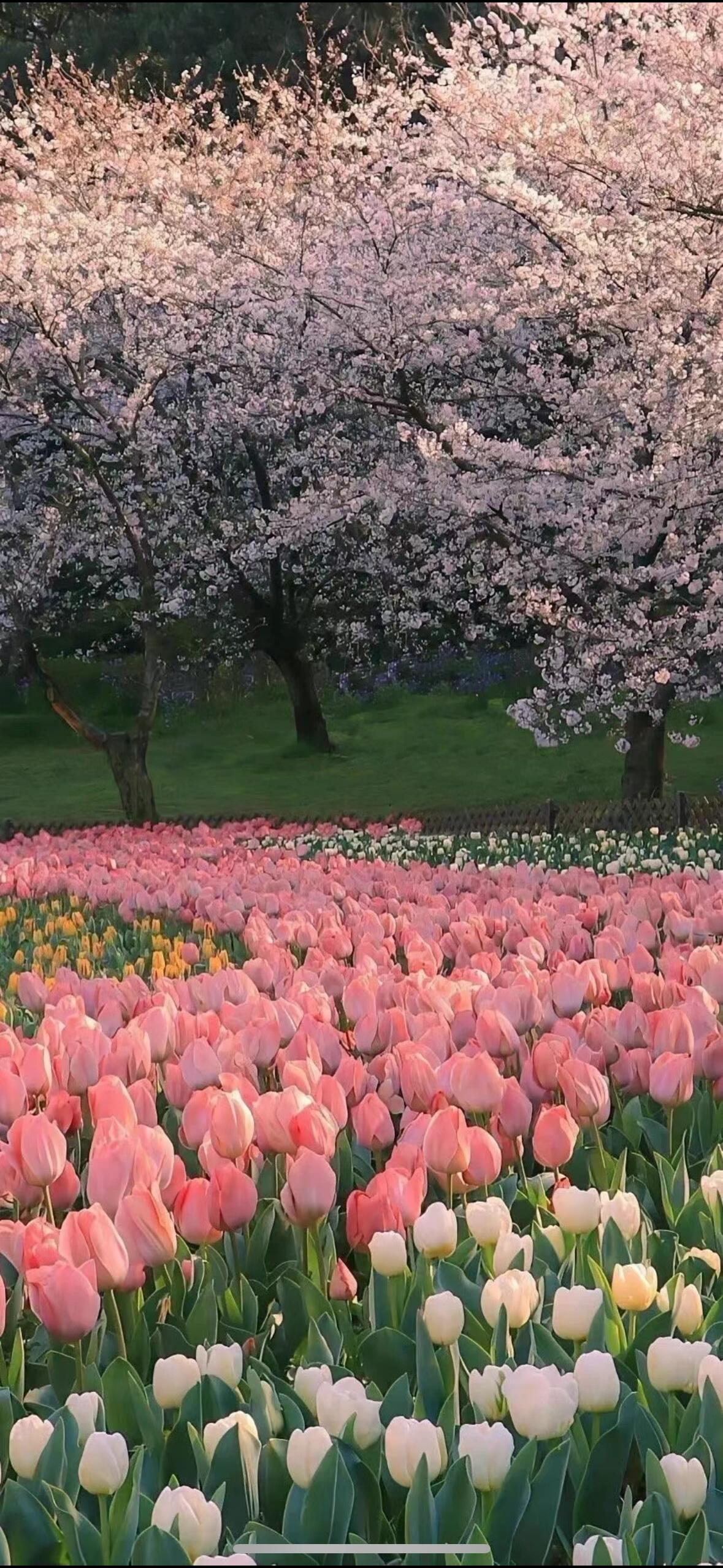 郁金花海壁纸 治愈系