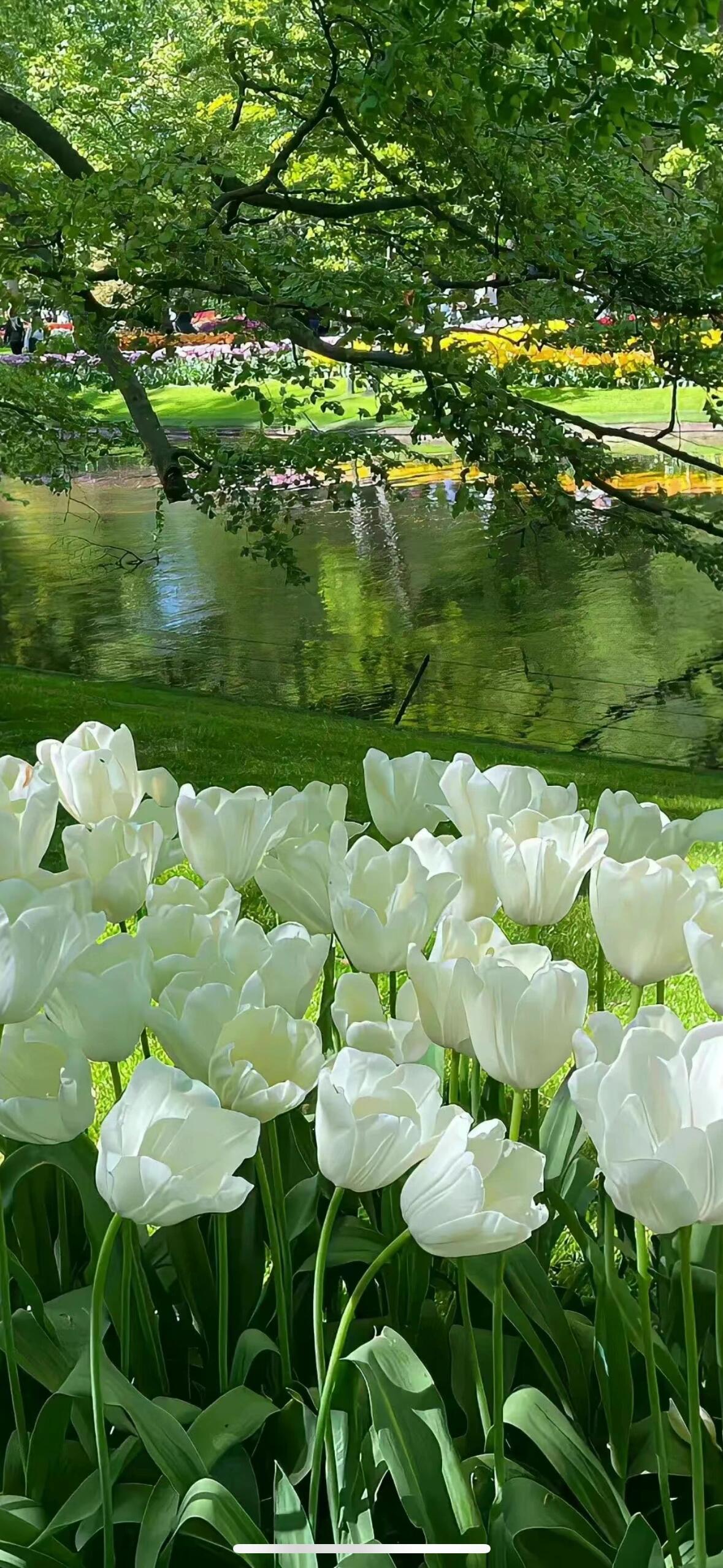 郁金花海壁纸 治愈系