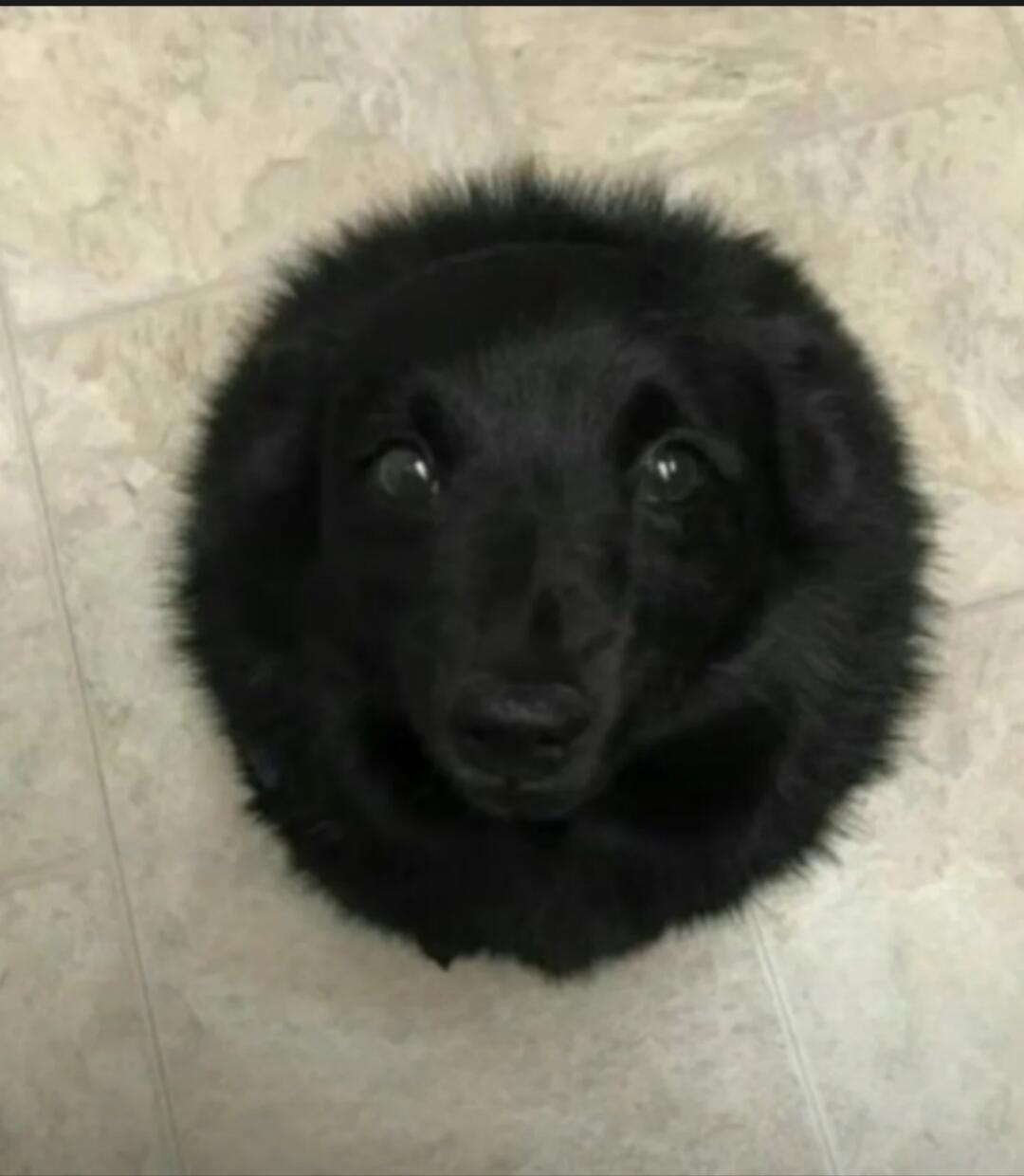 这黑狗的毛真是又黑又亮,帮忙取个名字.不要带黑字的.