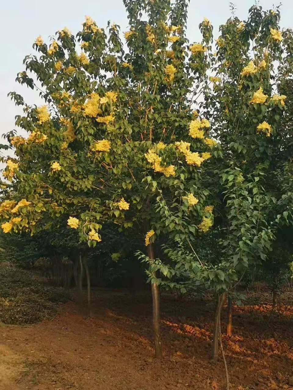 江苏盐城丁香基地金园丁香种苗价格降下来后倍受大家的热捧!