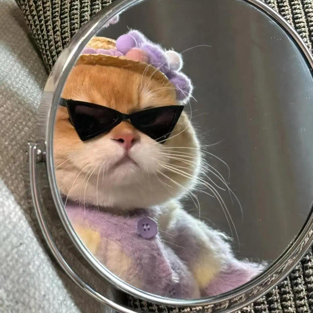 酷拽拽小猫头像 李白乘舟将欲行 叫声宝贝行不行 拿图点赞