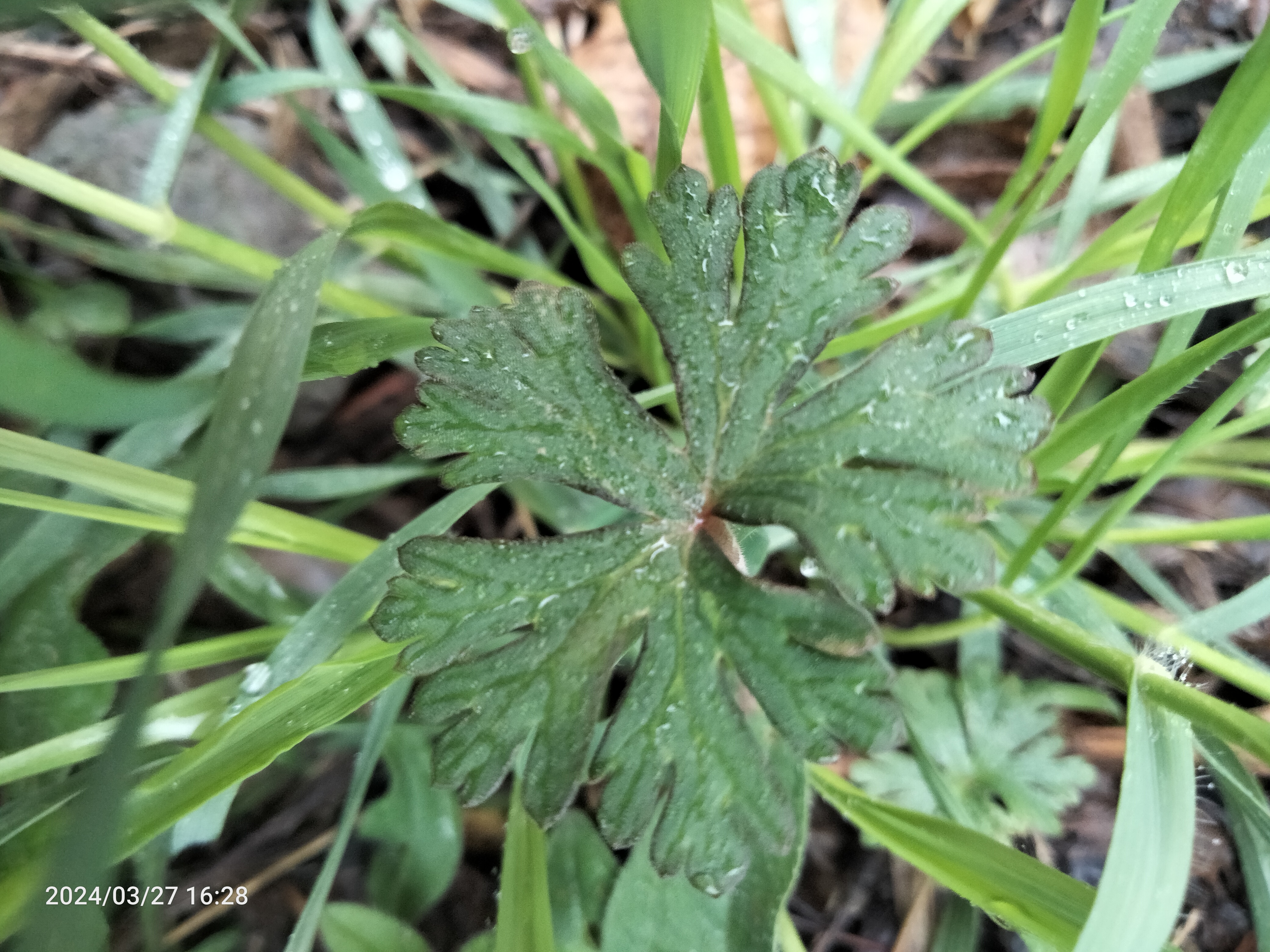 今天的天气真是宜人,小雨淅沥,微风轻拂,仿佛大自然在轻轻拥抱我