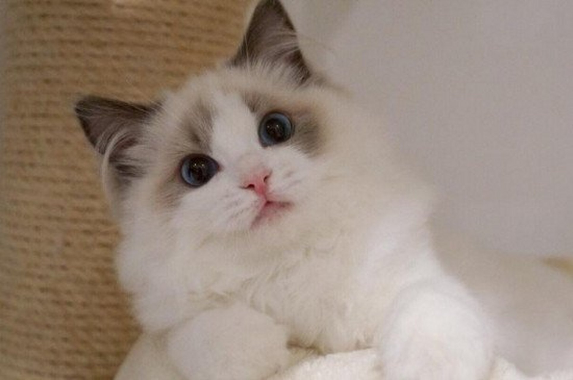 因为布偶猫长的非常甜美可爱,所以被称为猫中女神,布偶猫的性格也很