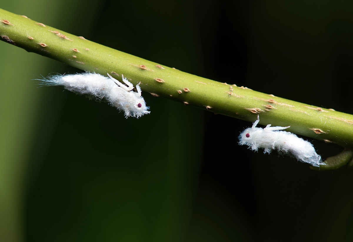 谣言:新疆生产建设兵团143团出现大量黑色昆虫是地震前兆?