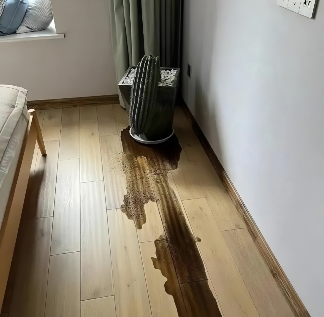 没想到仙人掌都淹了,倒下的瞬间我的心也碎了,这地板泡过水还能要吗?