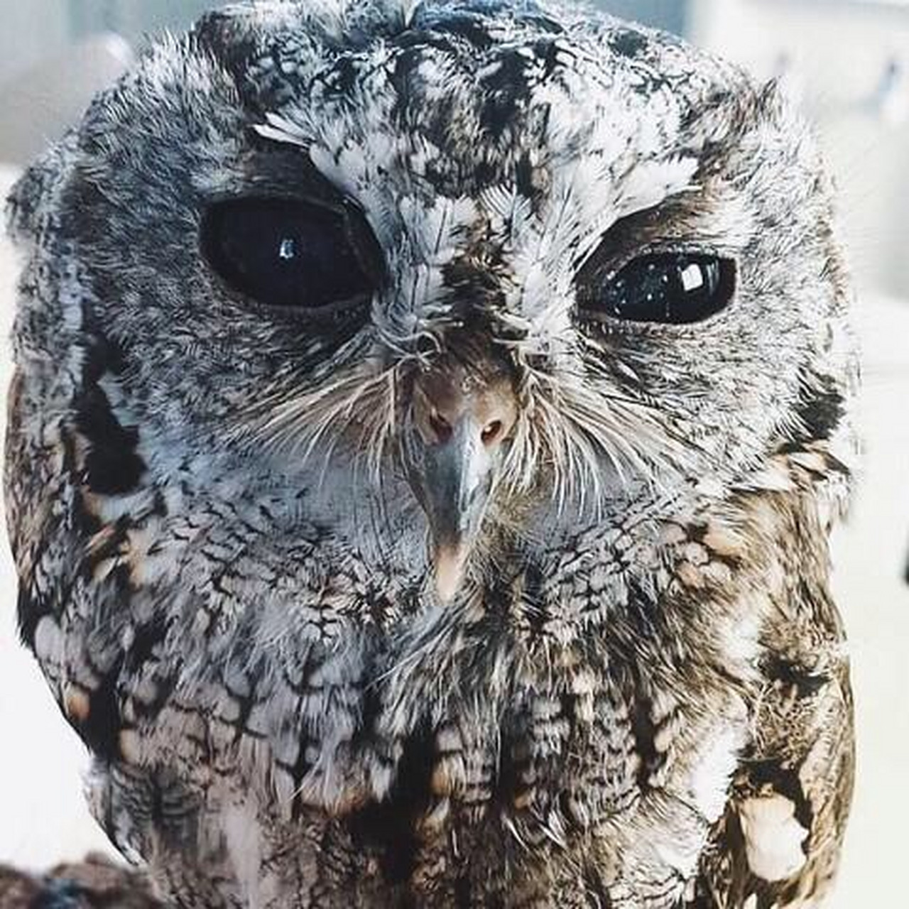 猫头鹰宙斯,它虽然什么都看不见,但是他眼里拥有属于它的星辰大海