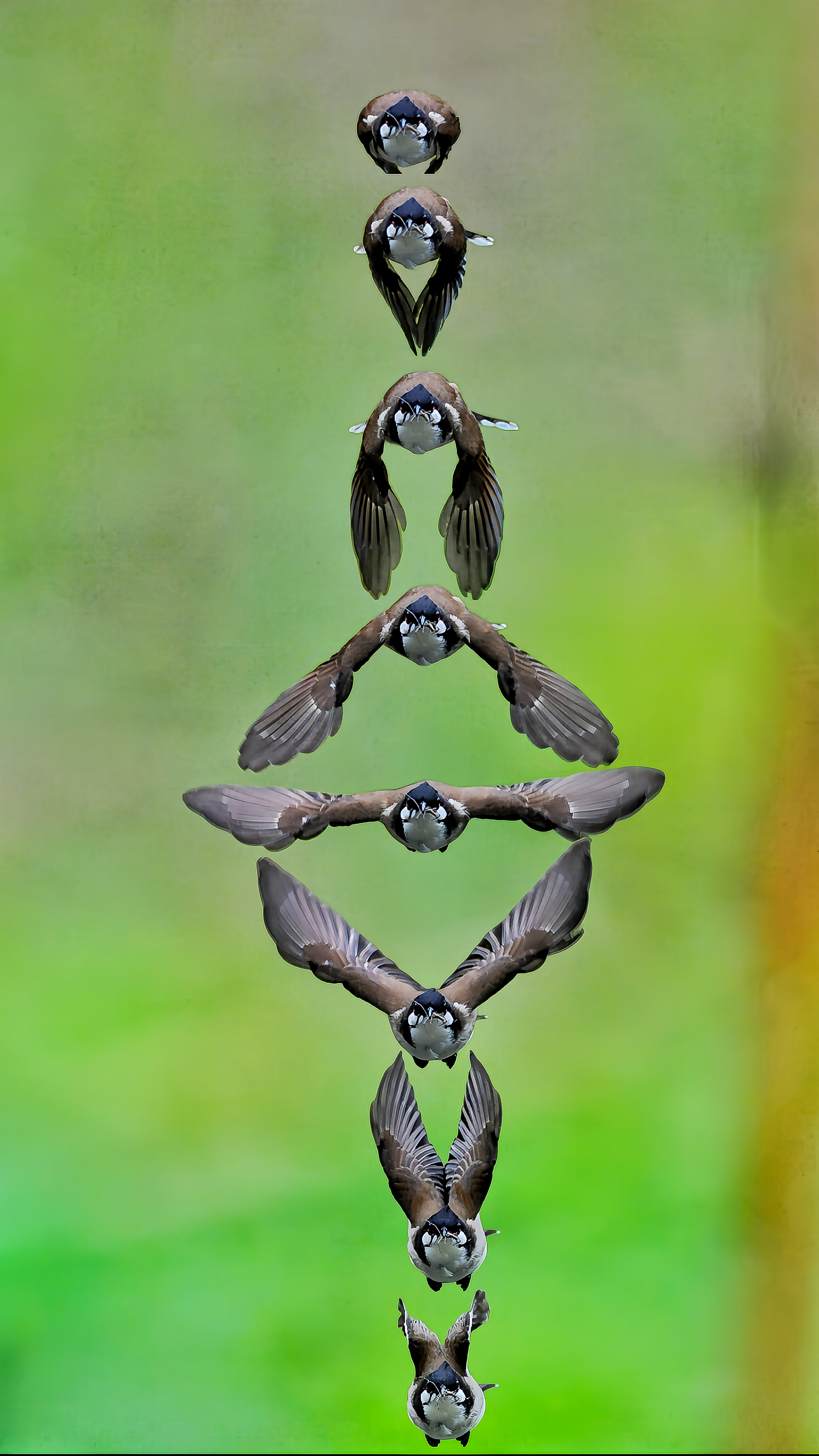 白耳鹎的飞翔姿态合成