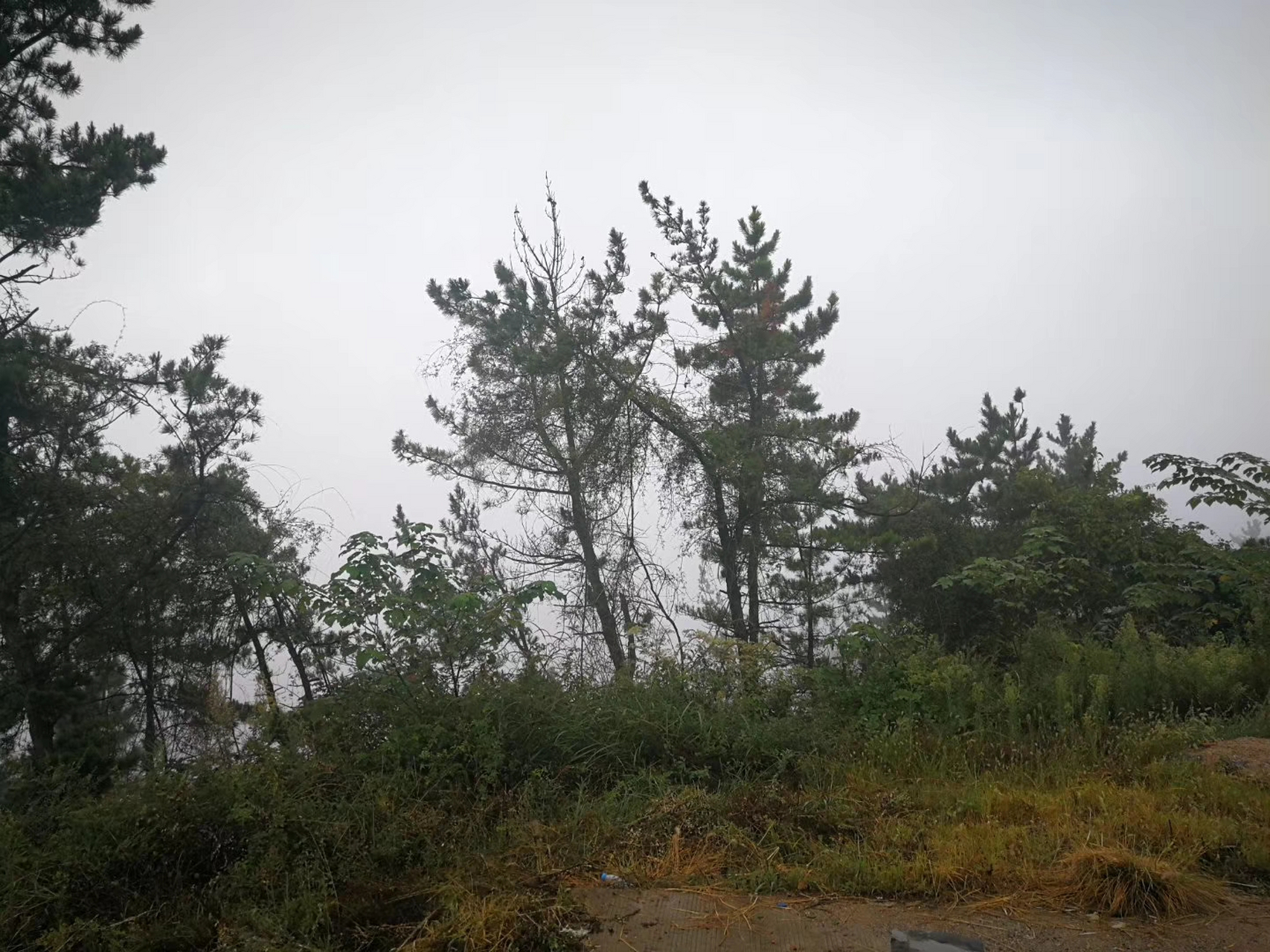 勉县纪行之天荡山:天荡山在勉县城北,隔汉江与定军山遥遥相对,互为