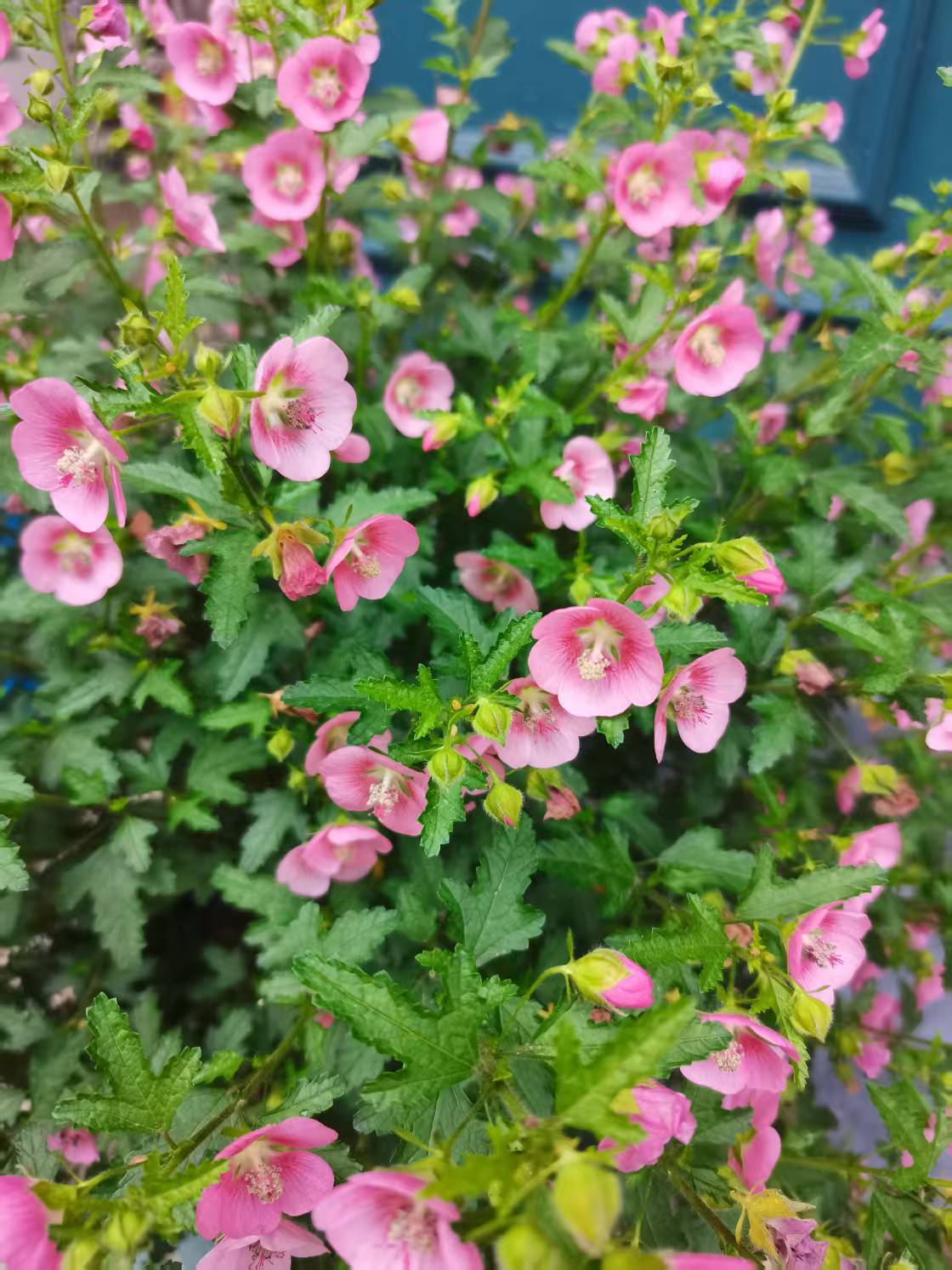 光柱旱地木槿.今年见到的奇特朱槿.植株小巧,花型和花色也很奇妙
