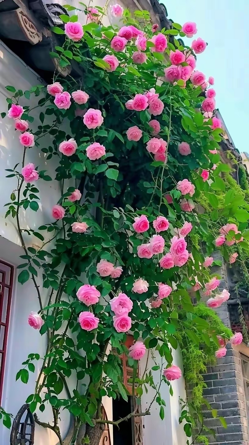 白色的墙壁与黑色的装饰线条相互映衬,更显高贵典雅