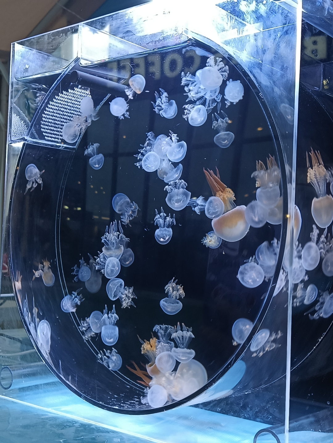 灵溪(浙c)银泰城