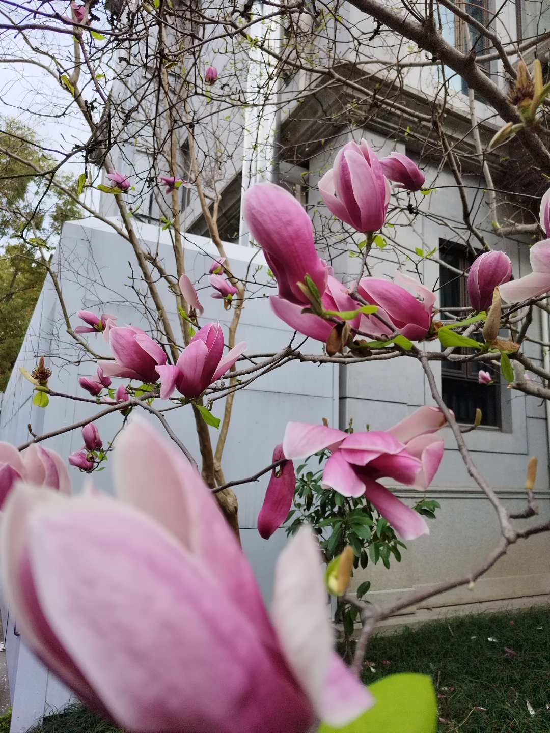 9499春日恋歌,邂逅浪漫花树9499  在这个阳光