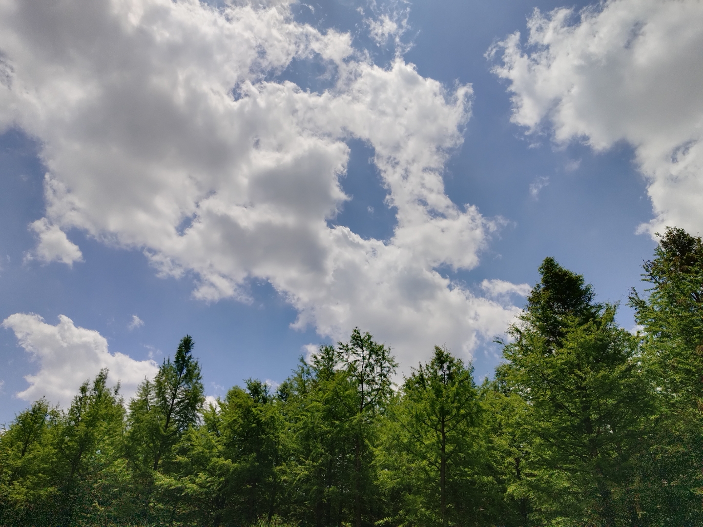 草地上的花朵竞相绽放,色彩斑斓,形状犹如向日葵般灿烂.