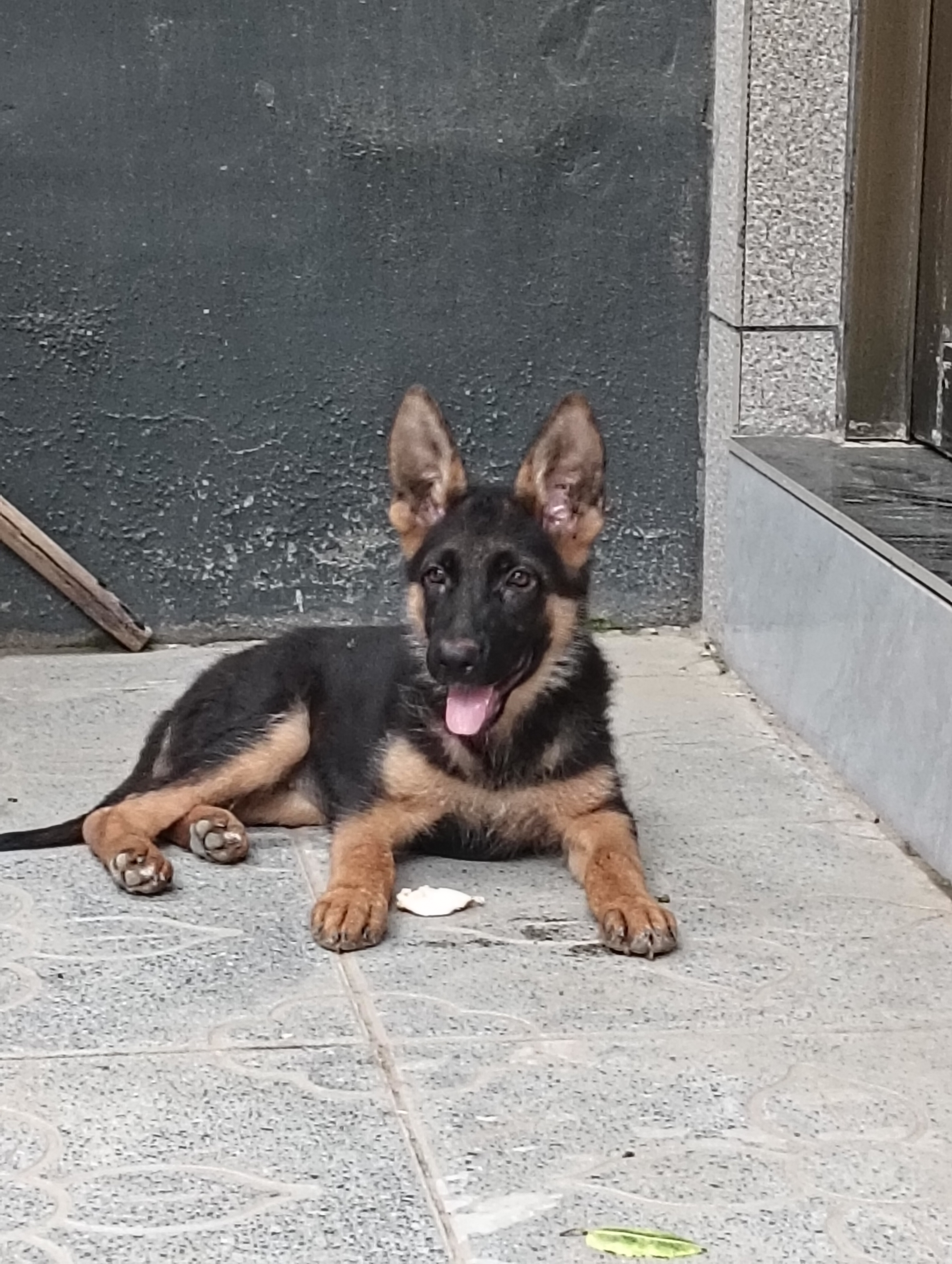 我不太懂狗,三个月了,哪位大神给看看是德牧吗?纯度咋样?