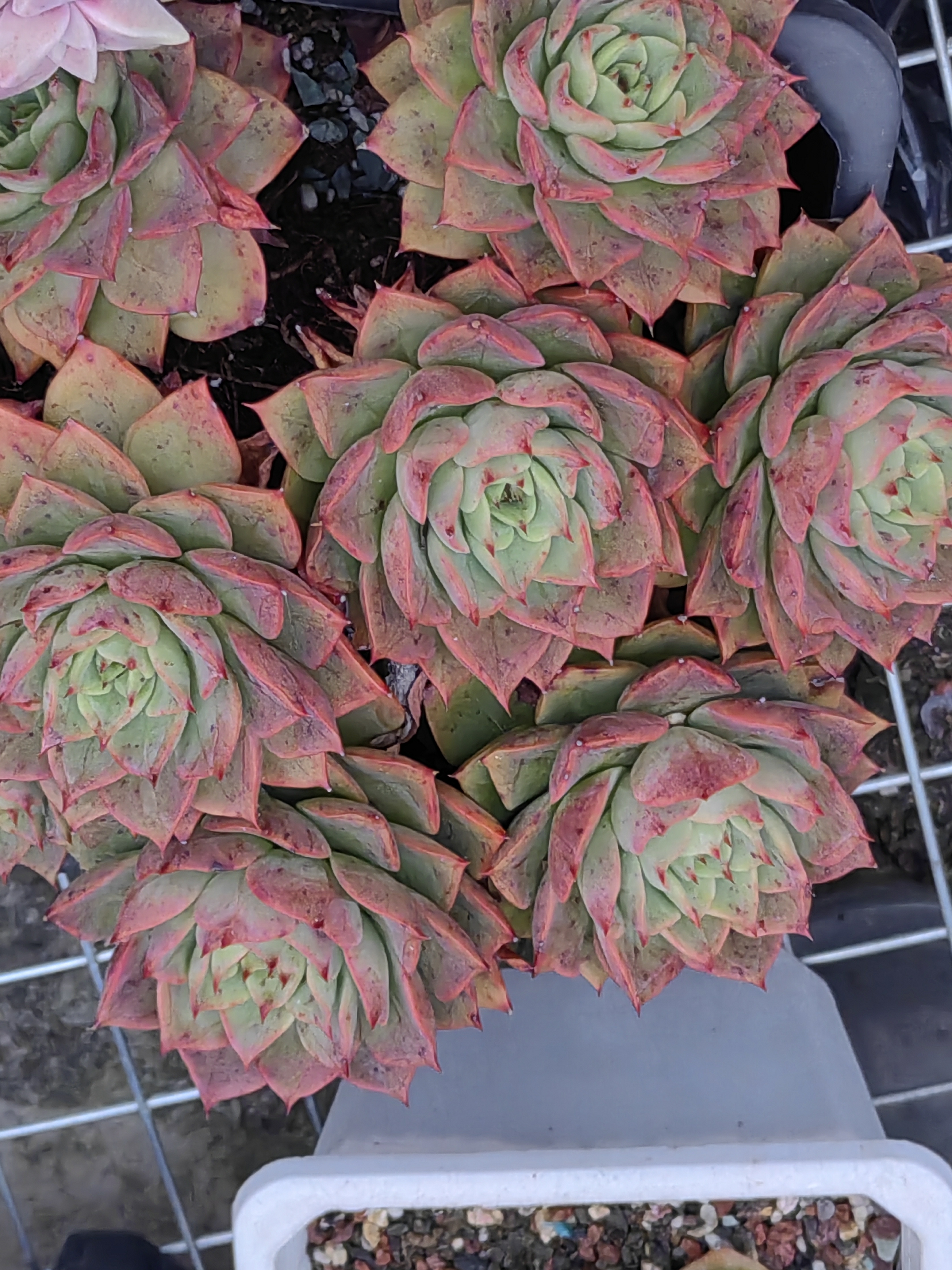 甚至还有粉嫩的粉色,每一片叶子都像是大自然精心雕琢的艺术品