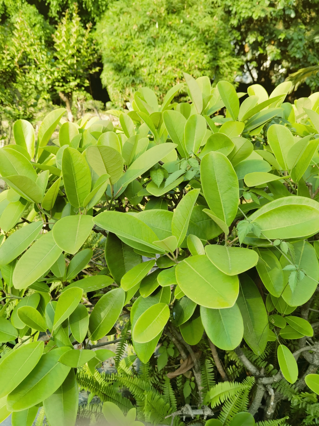 最爱春天绿油油的树叶,每片叶子都有自己的故事,都有自己的想法!