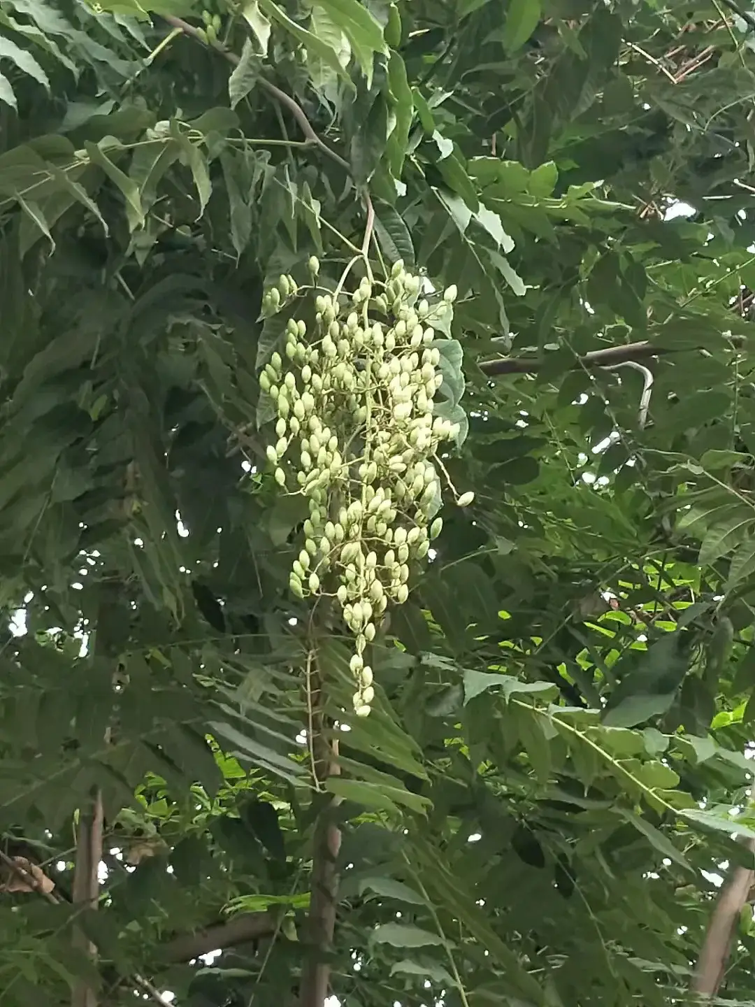 春芽树果实图片