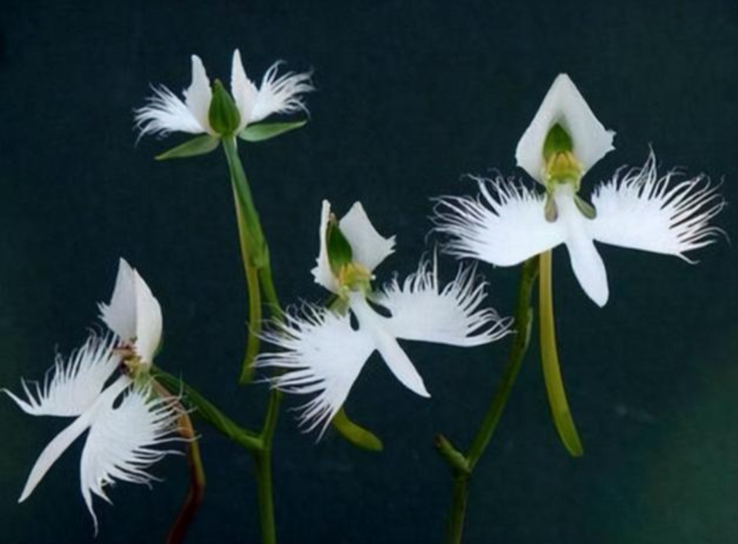 我非常好奇,径直走过去打量着这些白天鹅似的花朵.