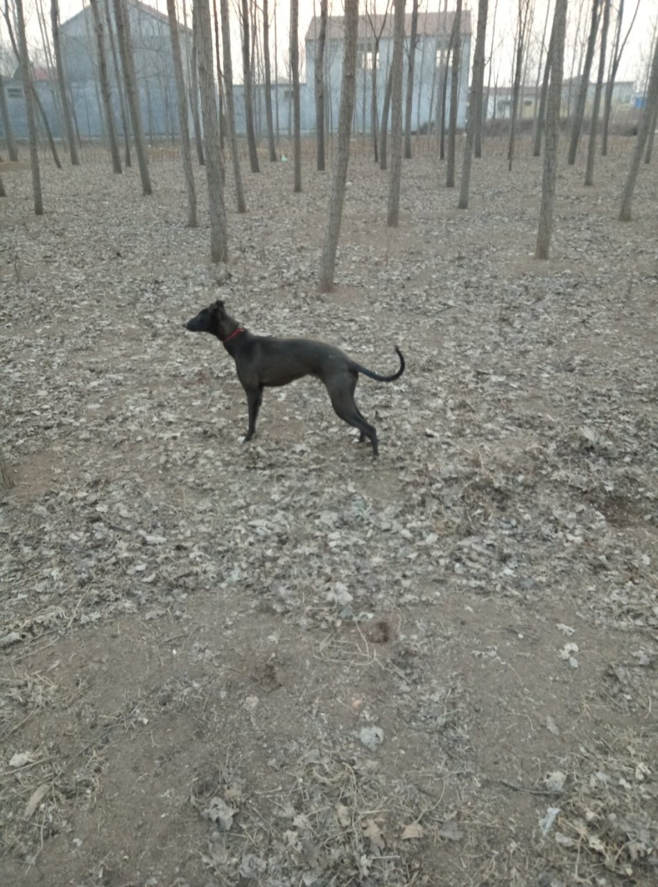 农村养殖业# 看我养的这条格力犬不错吧,母十一个多月.