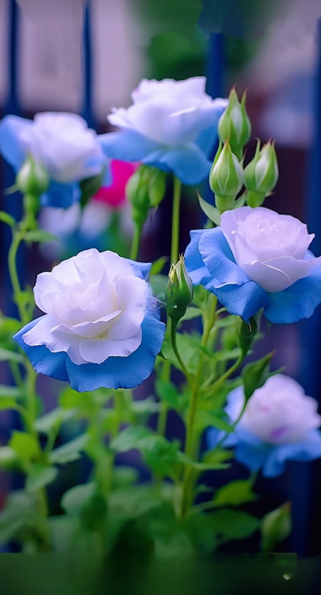 9590雨滴落在玫瑰花上