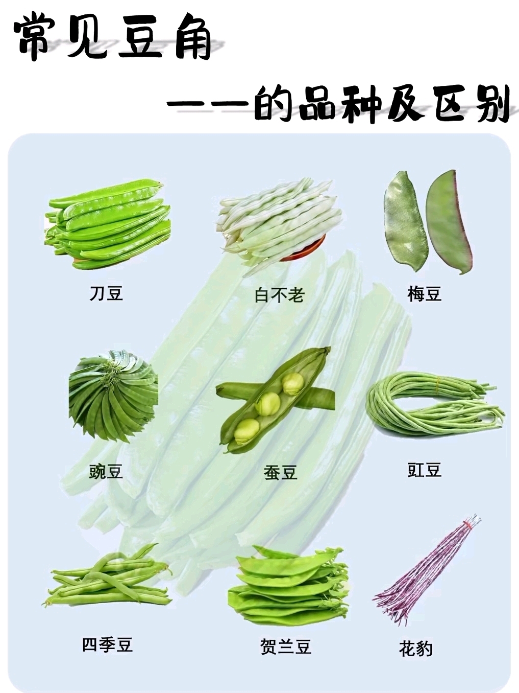 今天给各位宝子们分享市面上常见的豆角,还有切记煮熟了再吃呀!
