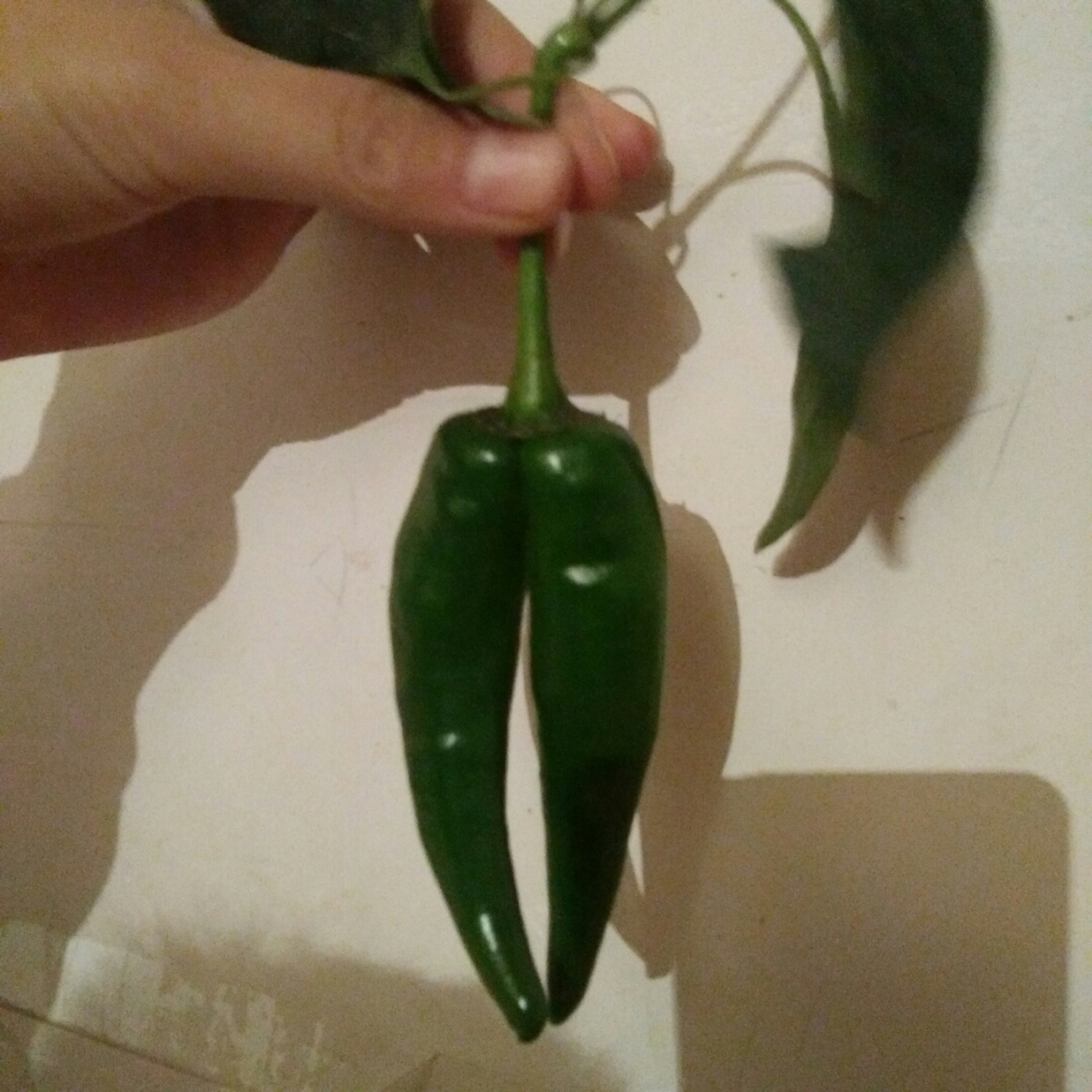 俺家的双胞胎辣椒,好像是姐妹哦