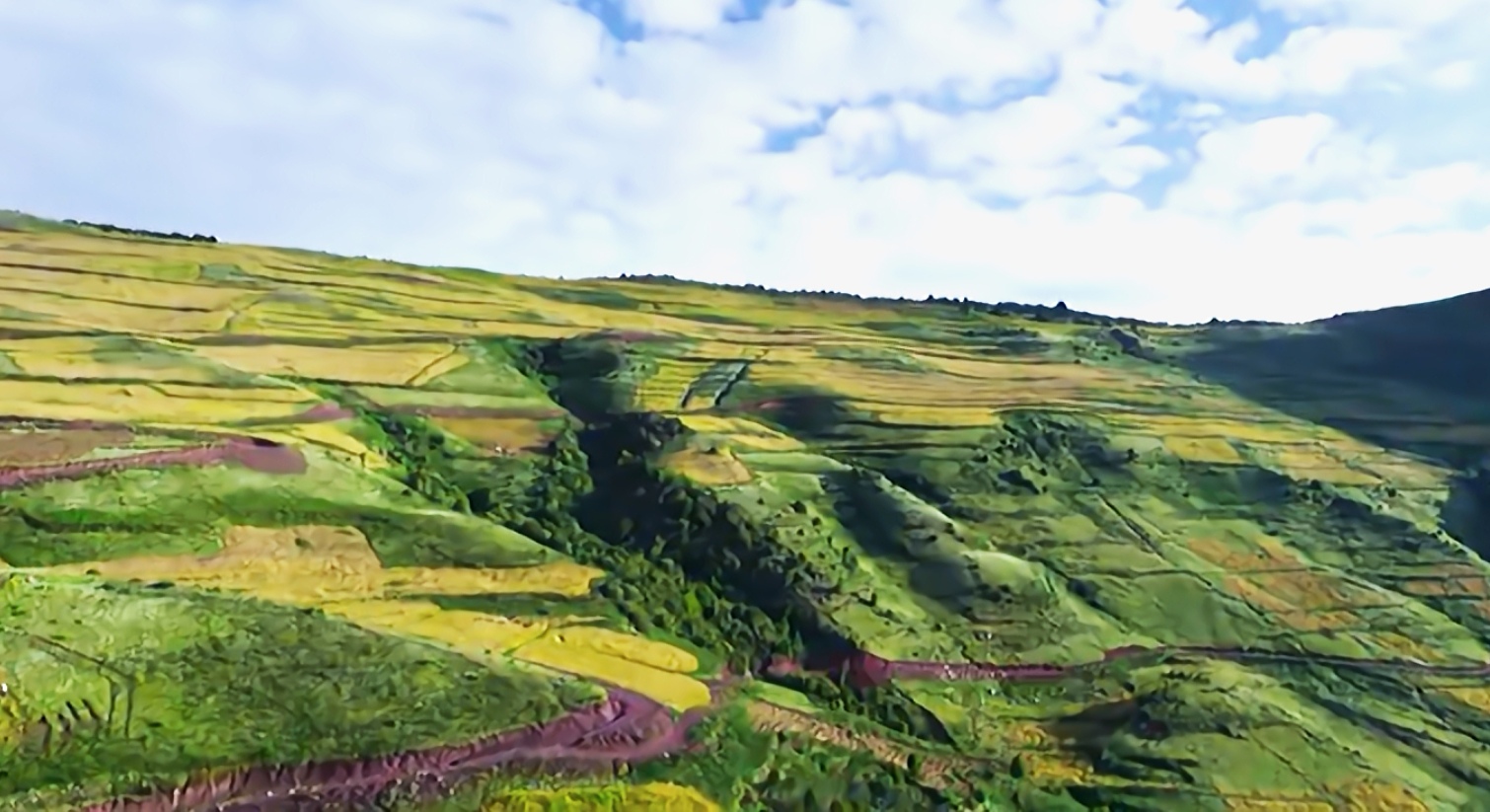 喜德县米市镇则觉村农福园种植农民专业合作社苦荞种植基地