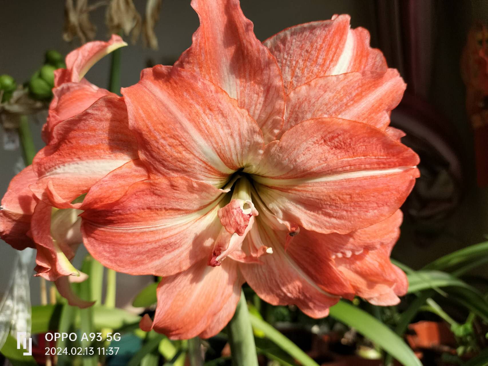 朱顶红珍妮小姐 瓣化稳定,有细细的眼线边. 花朵直径17cm