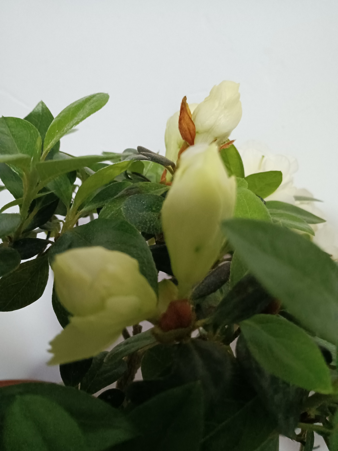 绿色光辉杜鹃花是的绿色经典品种,除了花色独特,它的花型也非常漂亮.