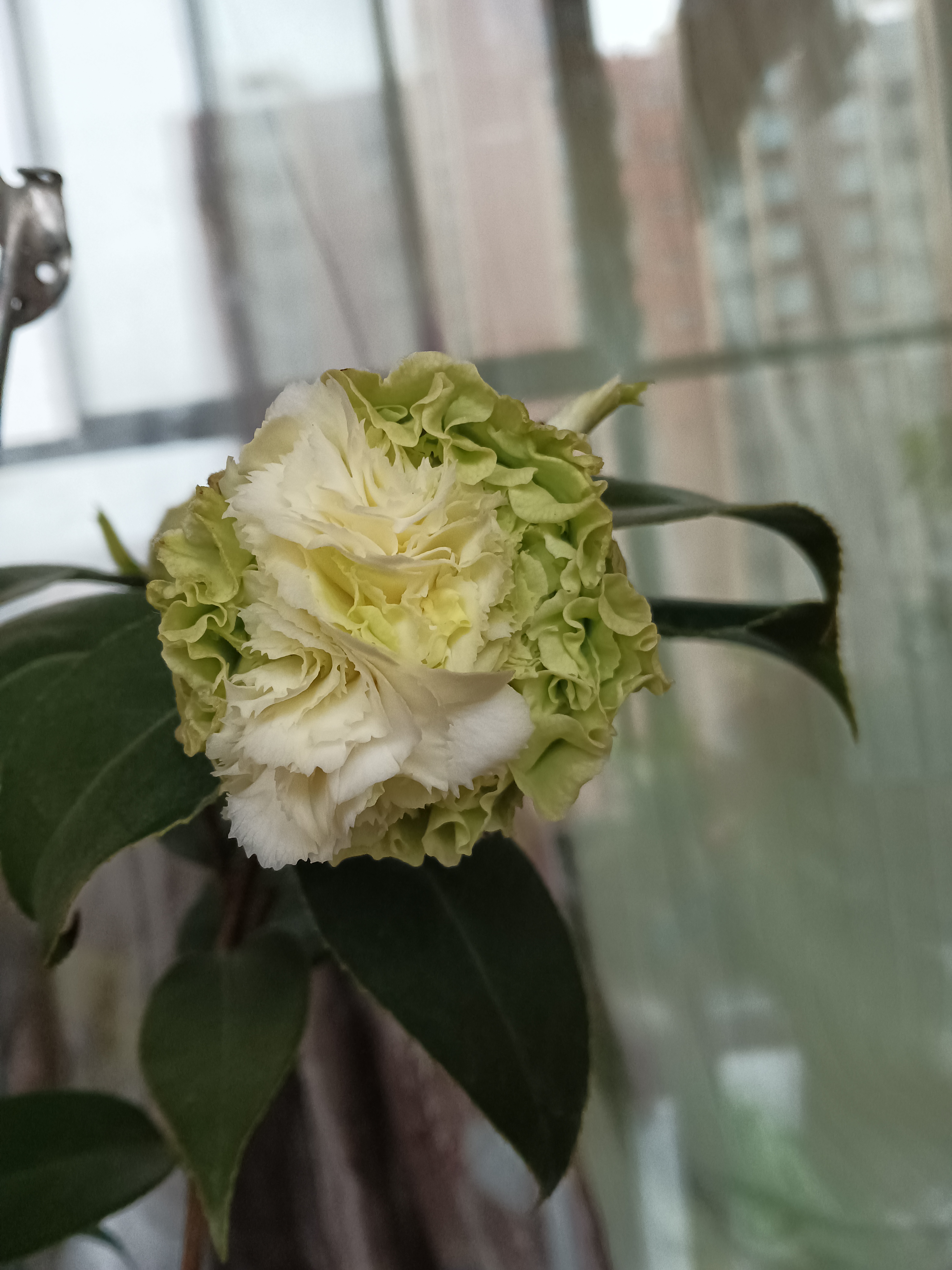 绿可娜山茶花,历尽艰辛四个月开了,难以置信,难得可贵,难得一见的花蕊