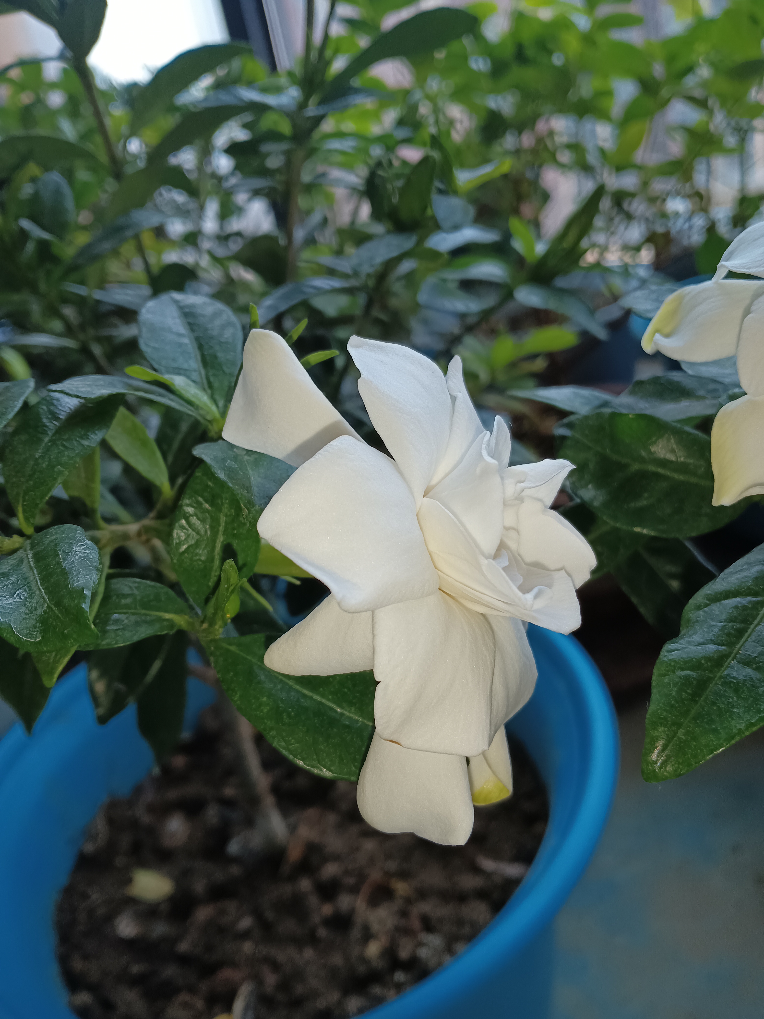 小叶栀子花:清香淡雅的甘香味,略带一点点茉莉花的味道