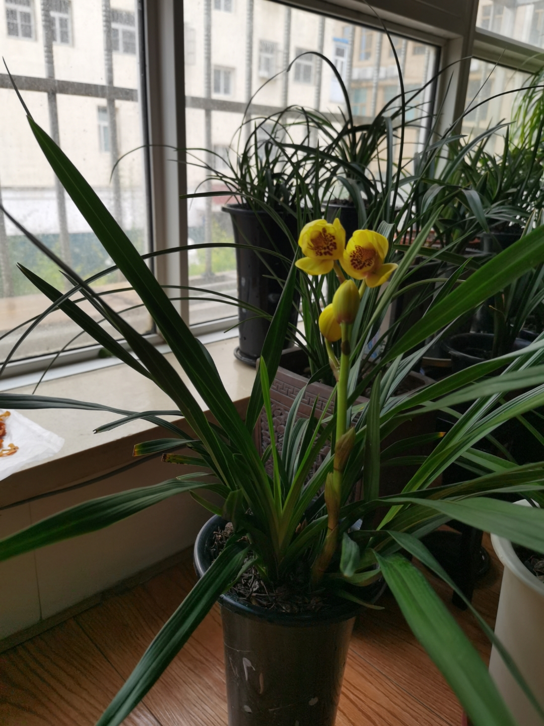 问兰友,这是什么杂交的兰花?没有一点香味[左捂脸],刚开始养着练手.