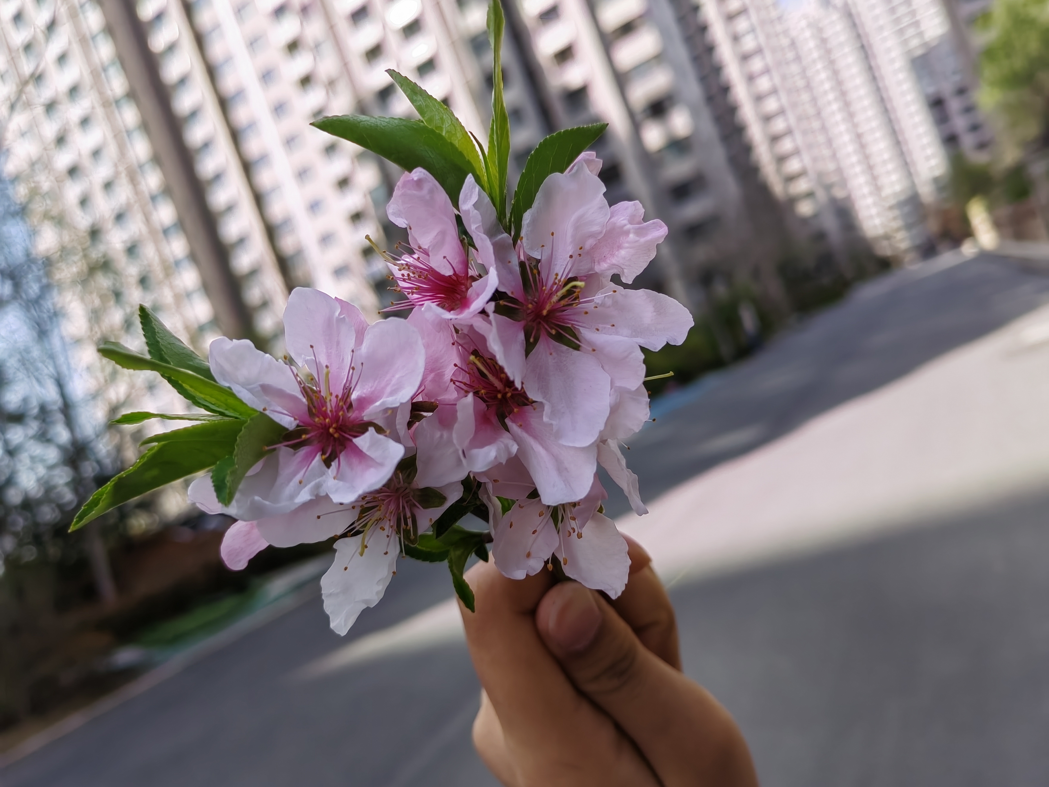 花盛开的季节,仿佛整个世界都被温柔的气息包围.