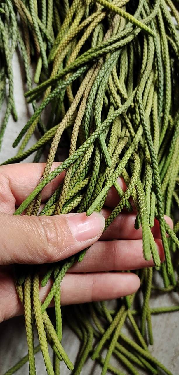 马尾千金草 马尾伸筋草,看看我们家的才是上等品种,细叶饱满结实长