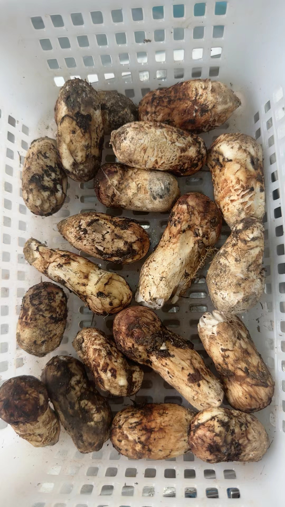 好饭不怕晚,新鲜松茸炖土鸡