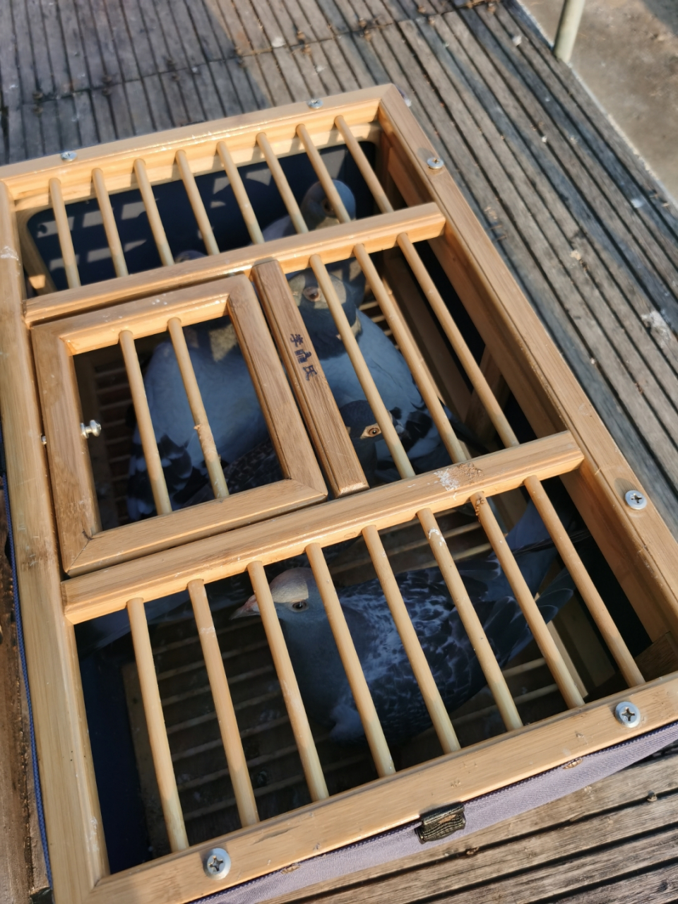 开尔春棚走起,参赛10羽,全部到齐!